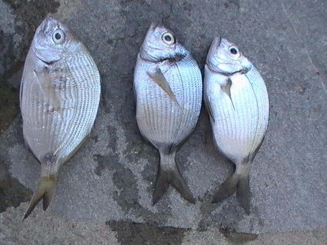 capturi grecia  - pic3478.JPG